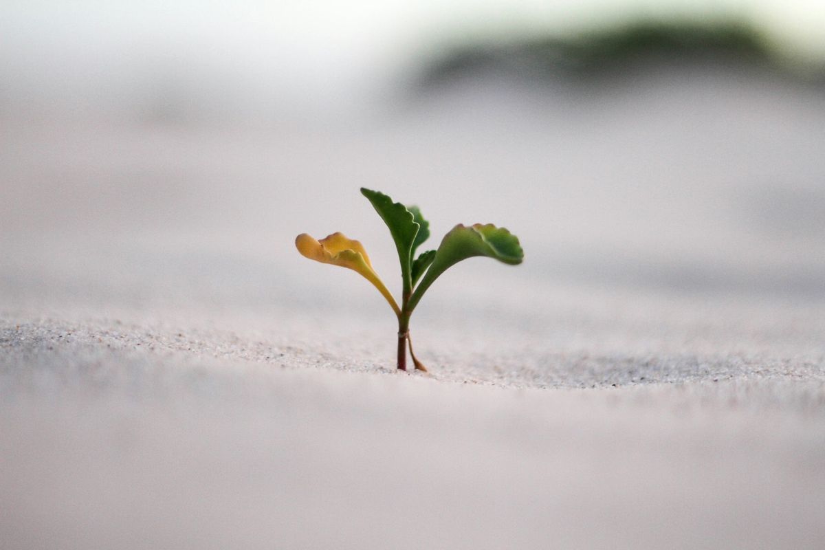 I Came, I Saw, I Survived: My 2025 Story